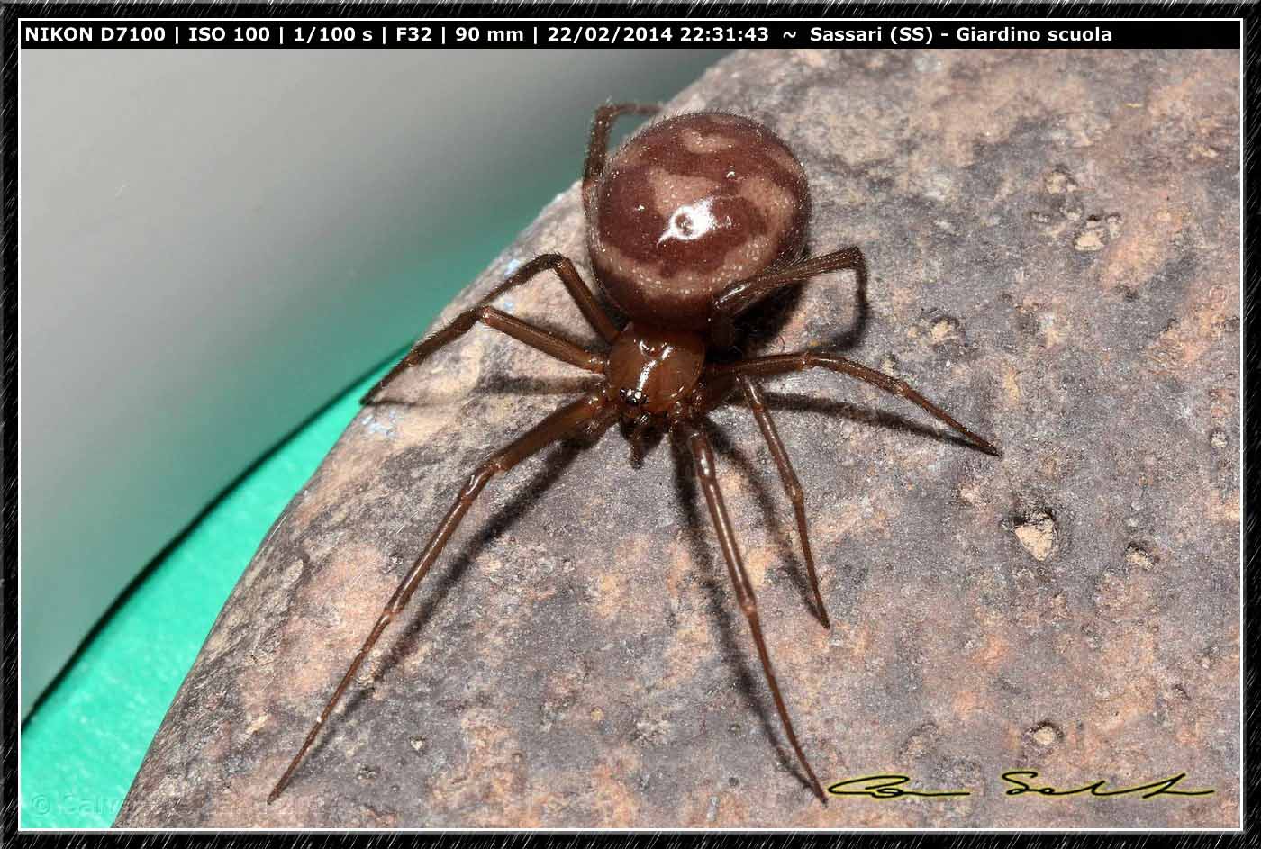 Steatoda grossa e Enoplognatha mandibularis - Sassari